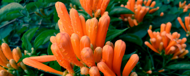 炮仗花花语
