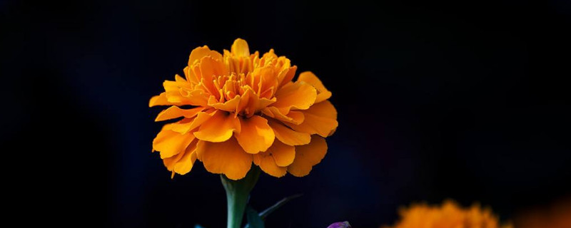 孔雀菊花语