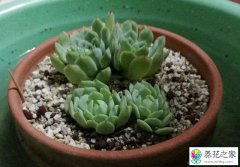 多肉植物浸盆还是浇水好