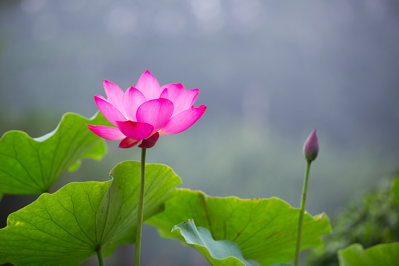 夏至节气的那些花儿和花语