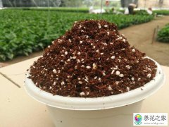 田园土种多肉怎么感觉挺好