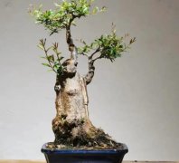 盆景下山桩能否成活正确的养桩方式
