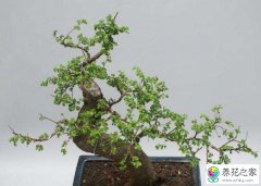 家里养什么盆景最好最上讲究