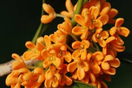 金桂花树怎么种植？用对的方法金桂花挂满枝头