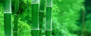 竹子黄叶怎么回事