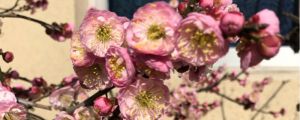 梅花叶子发黄脱落，梅花叶子掉光了还能活吗