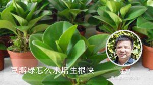 豆瓣绿怎么水培生根快