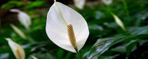 白鹤芋变黄的原因