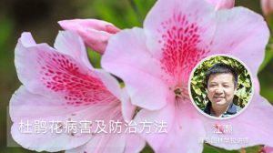 杜鹃花病害及防治方法