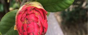 茶花花骨朵干枯但没掉是怎么回事