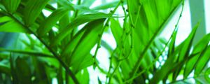 竹子黄叶怎么处理