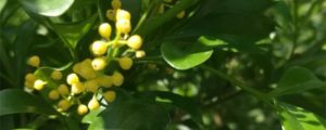 米兰花黄叶的原因和处理办法