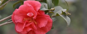 茶花上盆后叶子萎缩怎么办