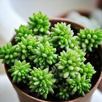 白花小松