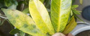 栀子花叶子发黄怎么办