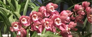 大花蕙兰掉花苞怎么办，有花苞了怎么浇水