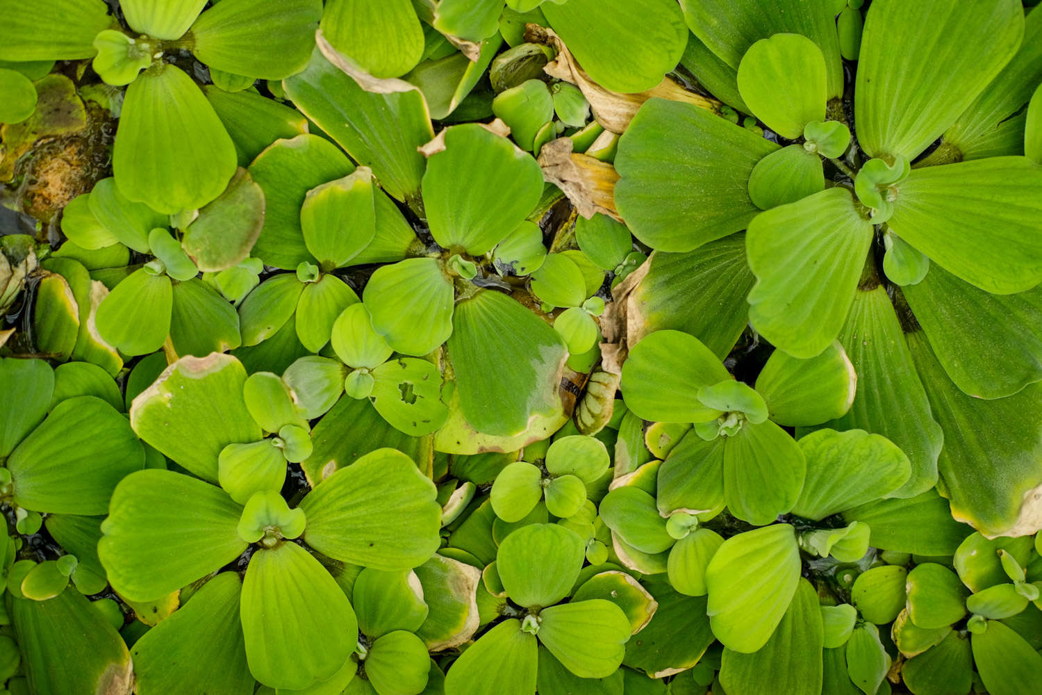 大薸——奇葩的名字