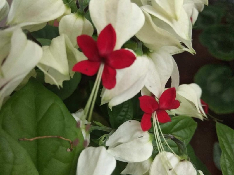 龙吐珠怎么养开花多