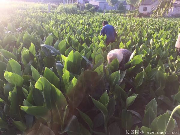 大花美人蕉基地实拍图片