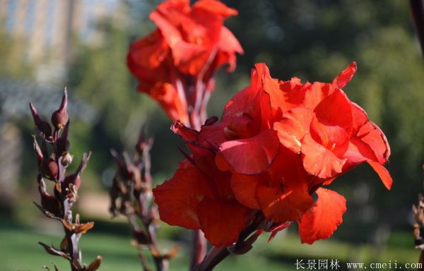 大花美人蕉基地实拍图片