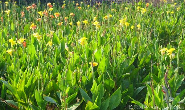 大花美人蕉基地实拍图片