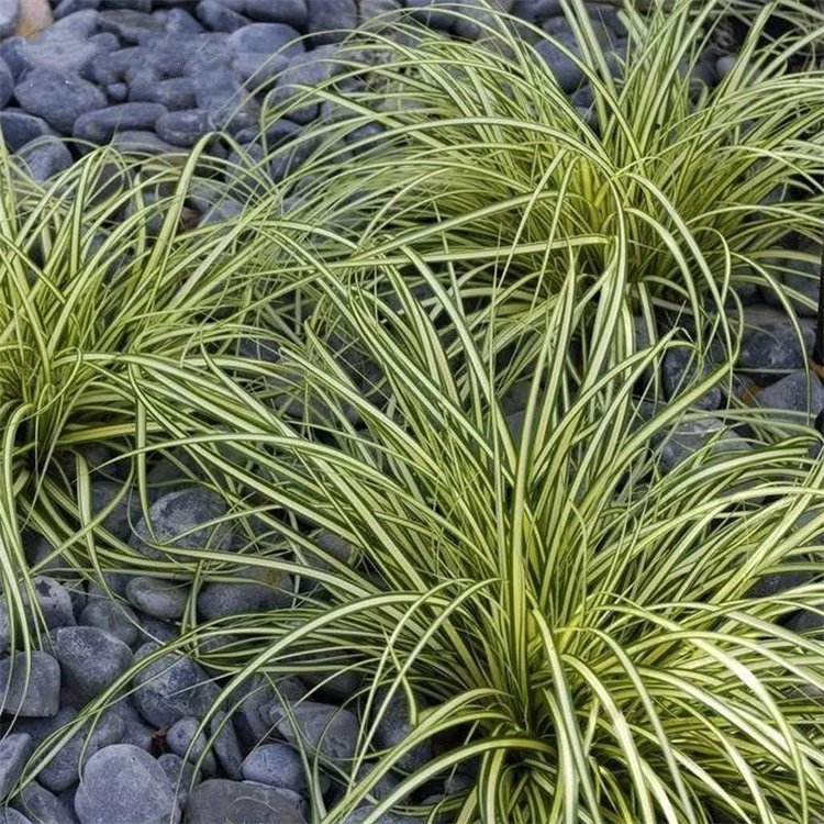 金叶苔草 来自道道花百科