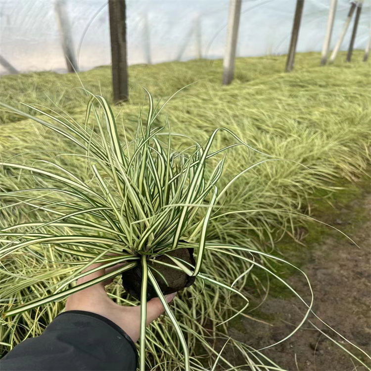 金叶苔草 来自道道花百科