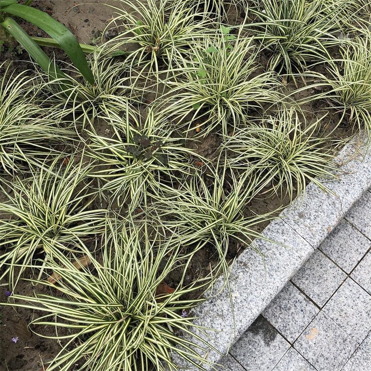 金叶苔草 来自道道花百科
