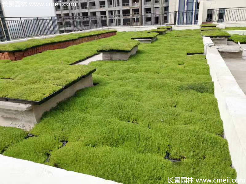 佛甲草屋顶绿化效果图