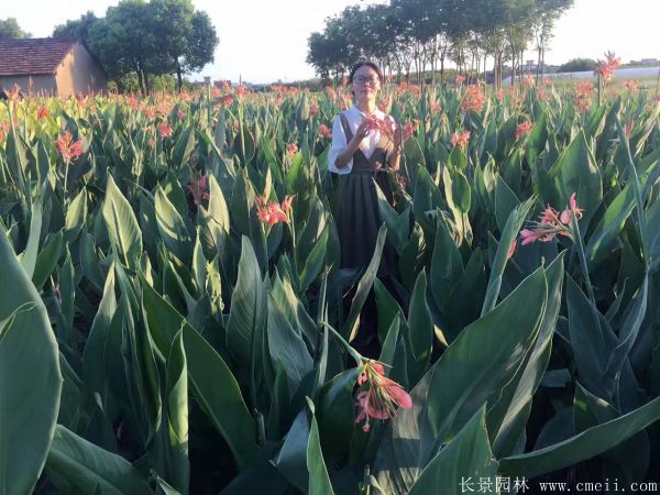 大花美人蕉基地实拍图片