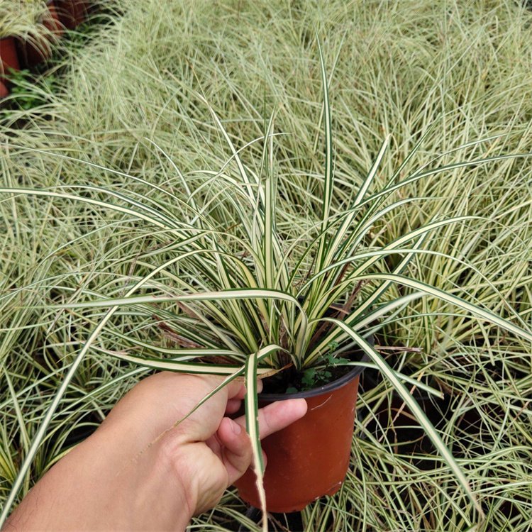 金叶苔草 来自道道花百科