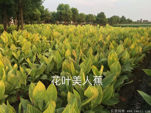 花叶美人蕉基地实拍图片