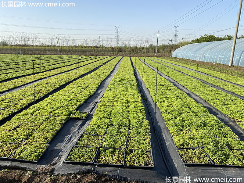 佛甲草托盘苗容器苗直接铺设
