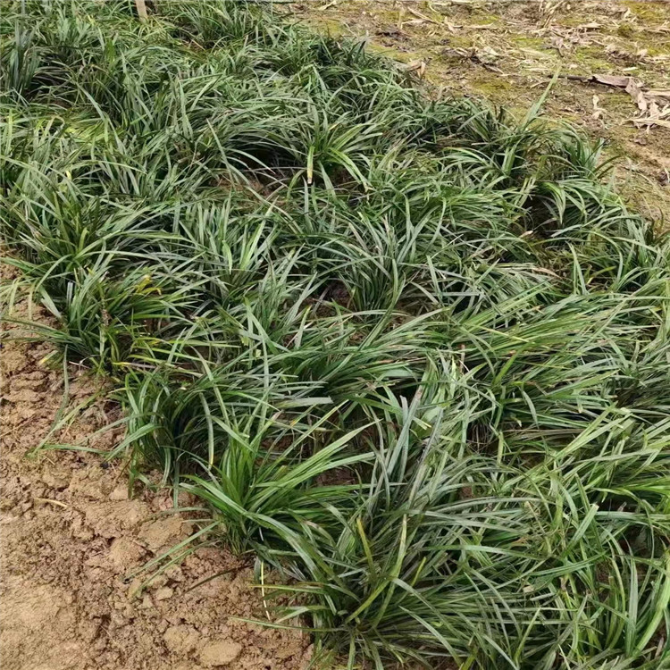 兰花三七道道花百科沭阳
