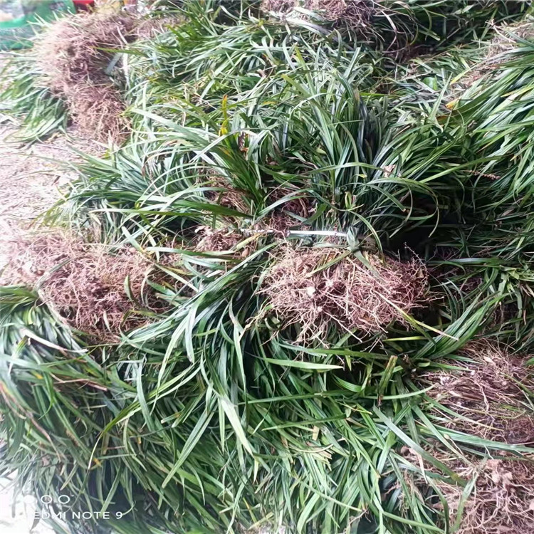兰花三七道道花百科沭阳