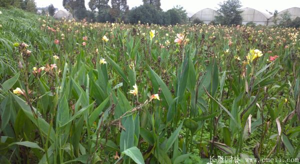 大花美人蕉基地实拍图片