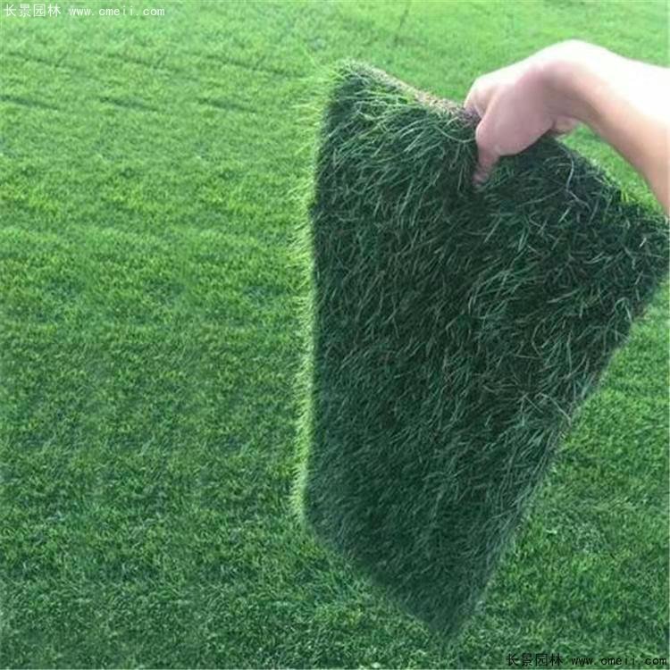 马尼拉草坪暖季型夏季草