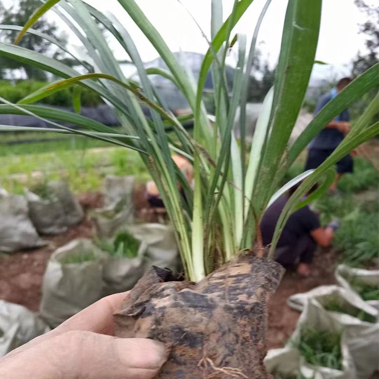 兰花三七道道花百科沭阳
