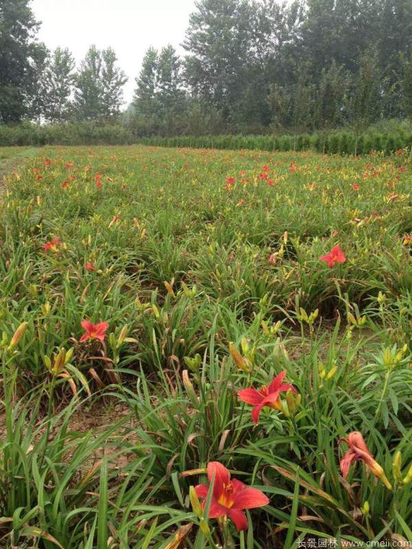 红宝石萱草基地实拍图片