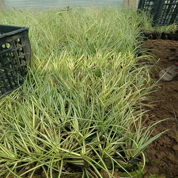 金叶苔草 来自道道花百科