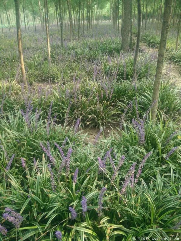 银边沿阶草基地实拍图片