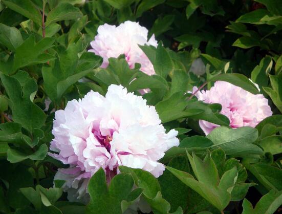 牡丹花花期,牡丹花的花期4-5月份(绽放十天)