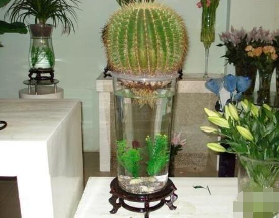 水培仙人球怎么养,教你六个最好步骤快速生根(7天)