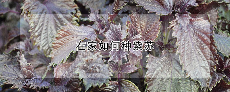 在家如何种紫苏