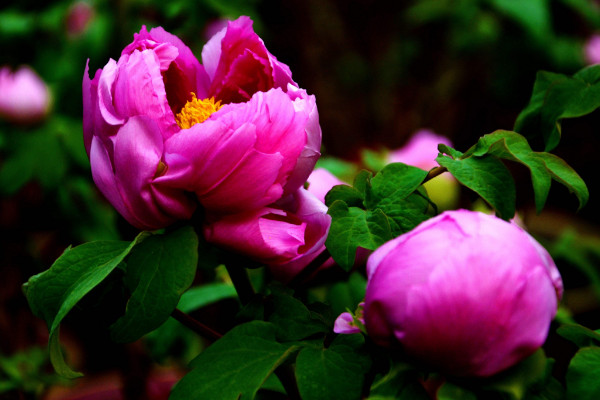 中国的国花是什么花，有提名梅花/牡丹花/菊花等