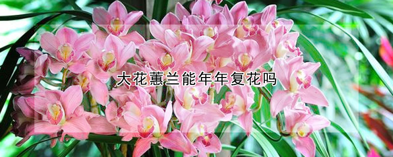大花蕙兰能年年复花吗