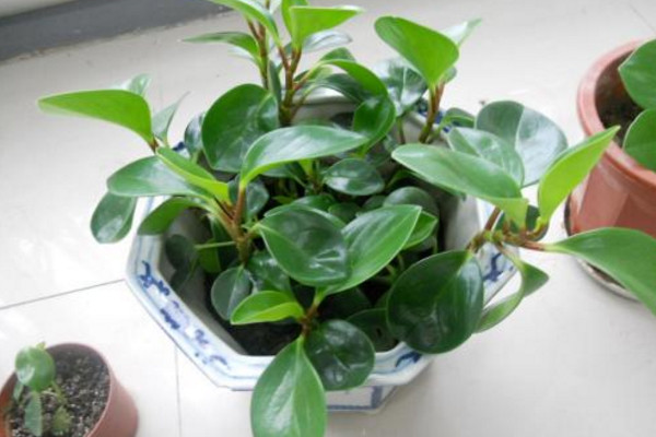 小家碧玉花卉怎么养，保证土壤肥沃以及光照适宜