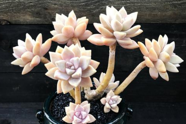 淡雪怎样爆盆