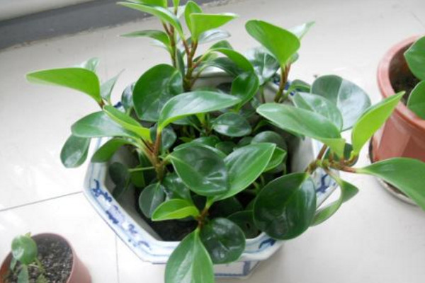 碧玉花怎么养，5步教你养好碧玉花