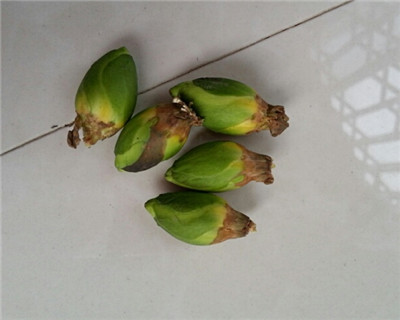 栀子花落蕾怎么办,以下三种方法可以迅速补救